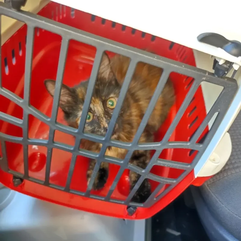 Katzen