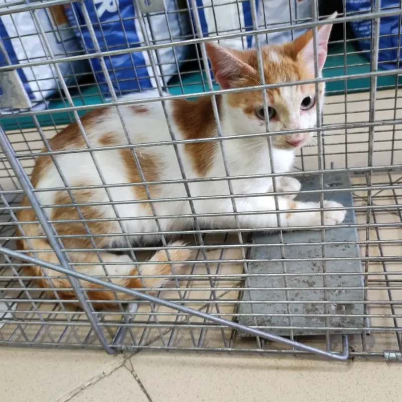 Kitten