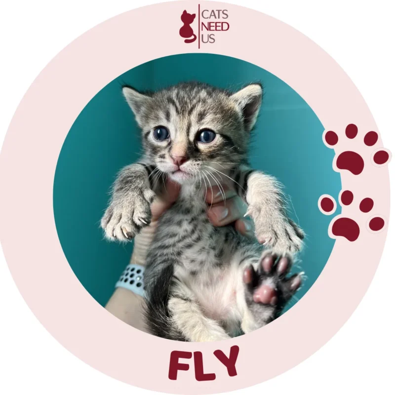FLY