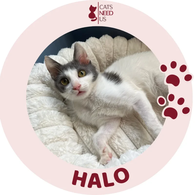 HALO