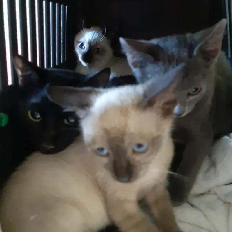 Montenegro Ausgesetze Kitten
