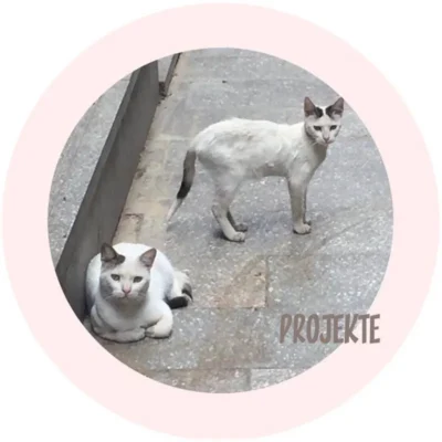 Projekte