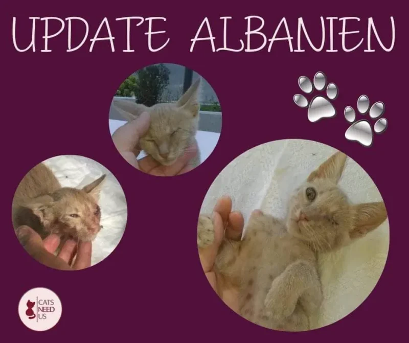 Update Albanien