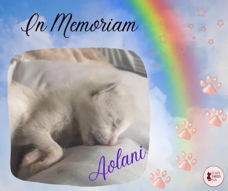 Aolani rip