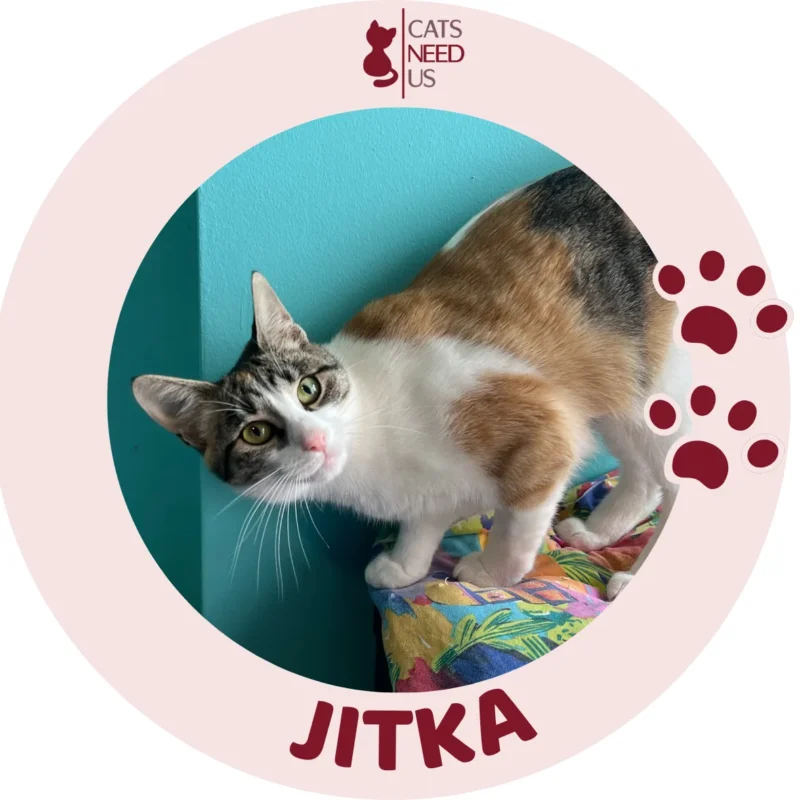 Jitka