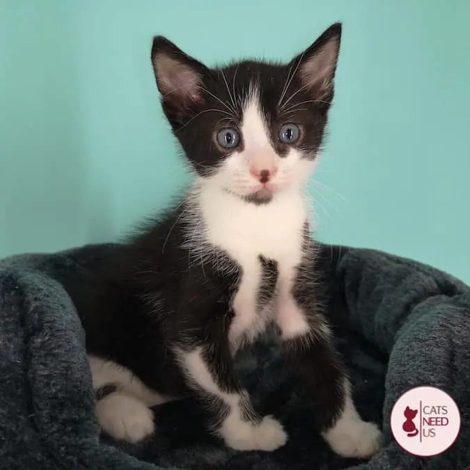 kitten