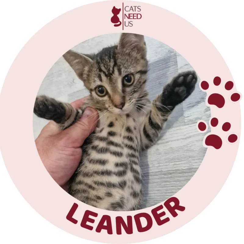 Leander