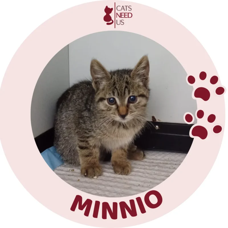 Minnio